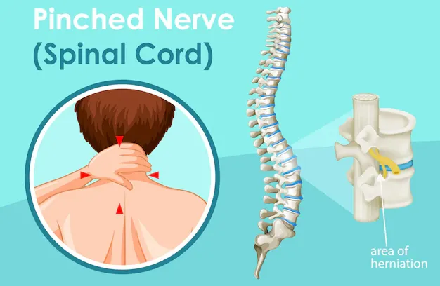 diagram-showing-spinal-cord_1308-35437.webp