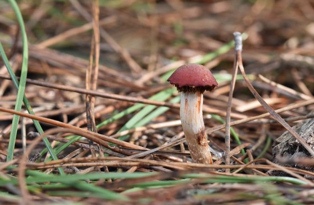 red eaten mushroom.jpg