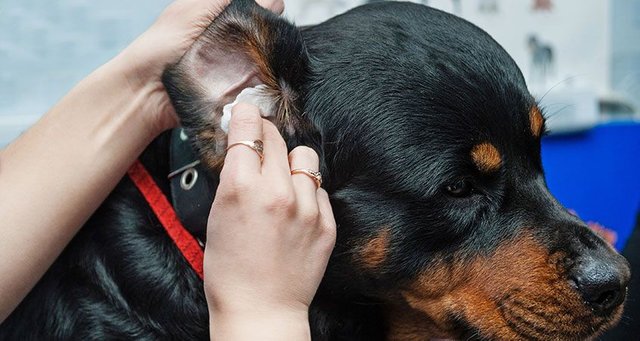 How-to-clean-dogs-ears_0.jpg