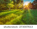 stock-photo-sunlight-in-green-coniferous-forest-summer-nature-273007613.jpg