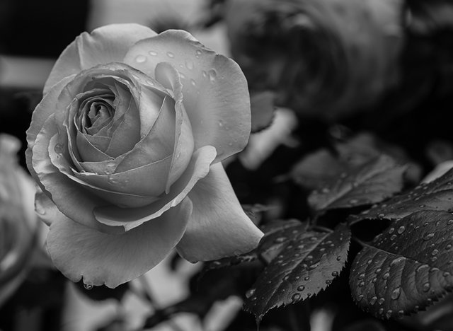 24-05-2018-mono-macro-rose-05221.jpg