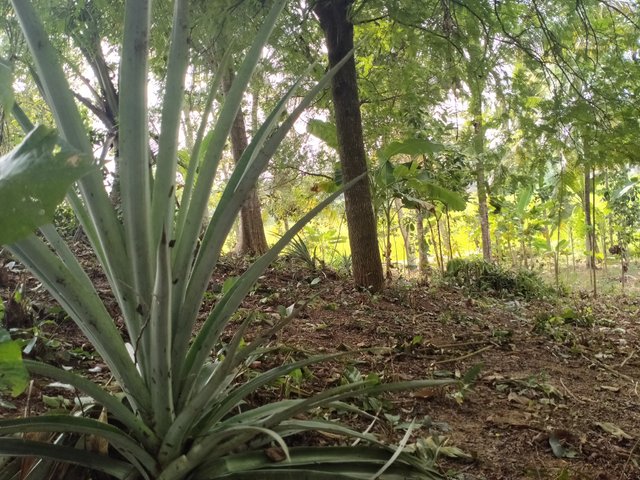 IMG20200903163300.jpg