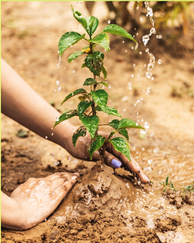 Green Modern Benefits Tree Planting Instagram Post.png
