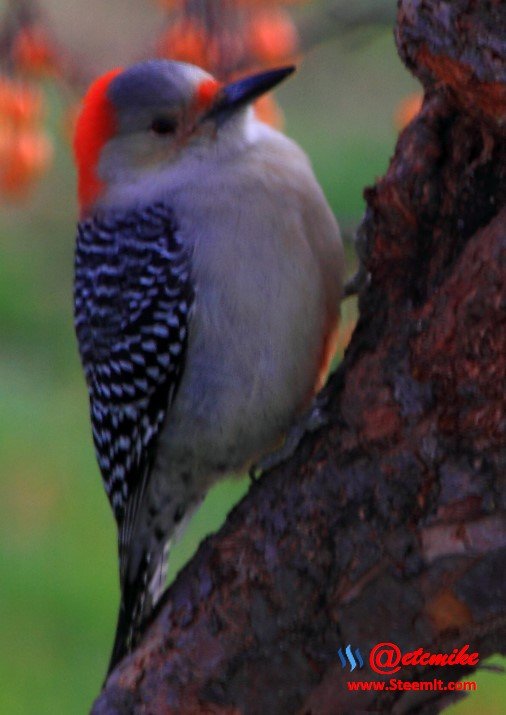 Red-bellied Woodpecker PFW022.jpg