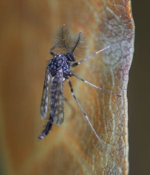 free-photo-of-close-up-shot-of-a-mosquito.jpeg