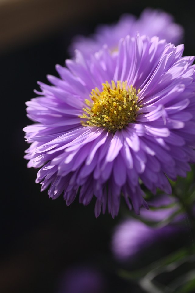 aster-591311_1280.jpg