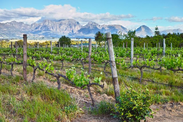 vineyard in the Cape winelands.jpg