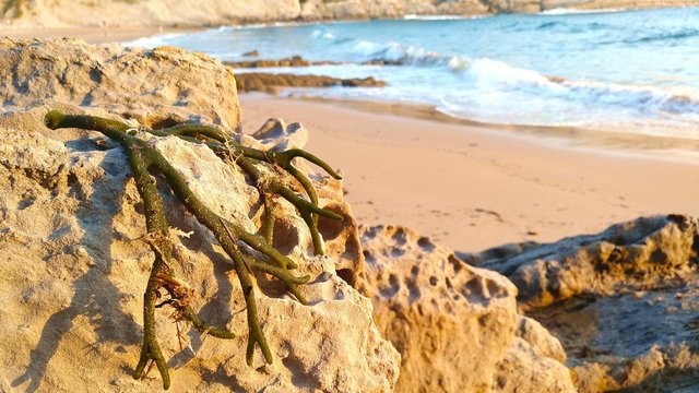 beach-6802159_1280.jpg