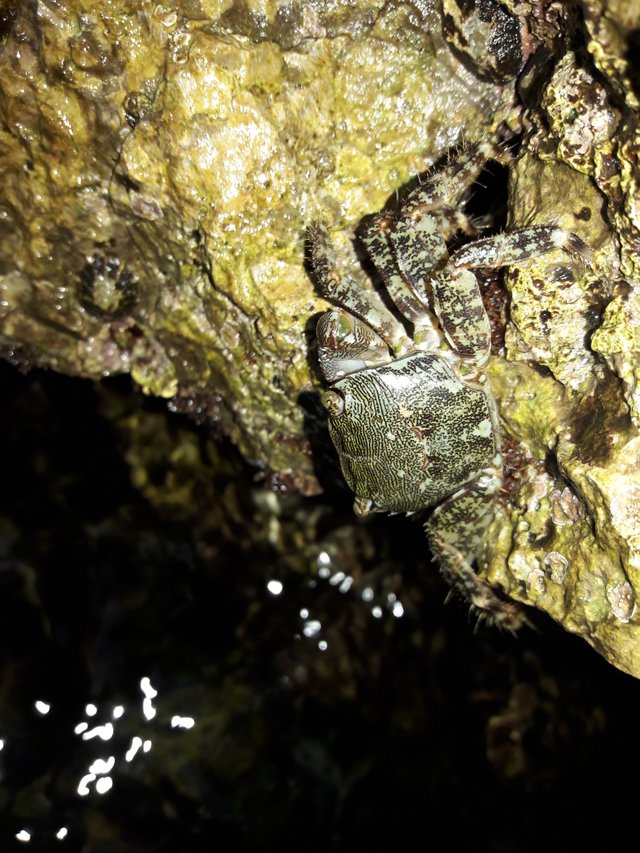 Fauna-Crabs-A-Sealife-Publicdomain (11).jpg