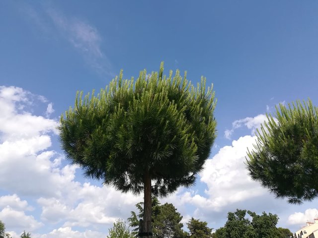 Conifer tree.jpg