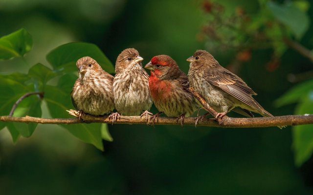 Birds-On-Branch-Wallpaper.jpg