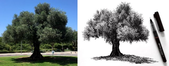 realistic-tree-pen-drawing.jpg