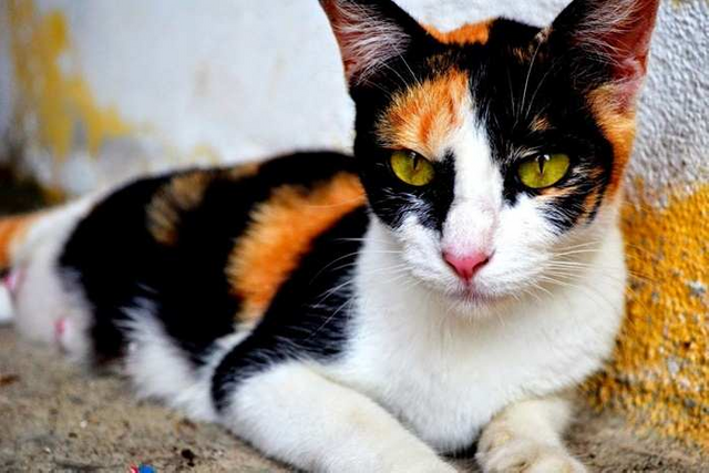 Three colored male store cat