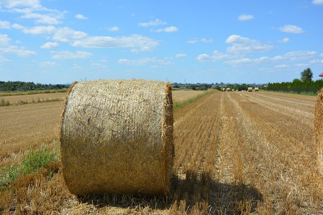 harvest-2644382_1280.jpg