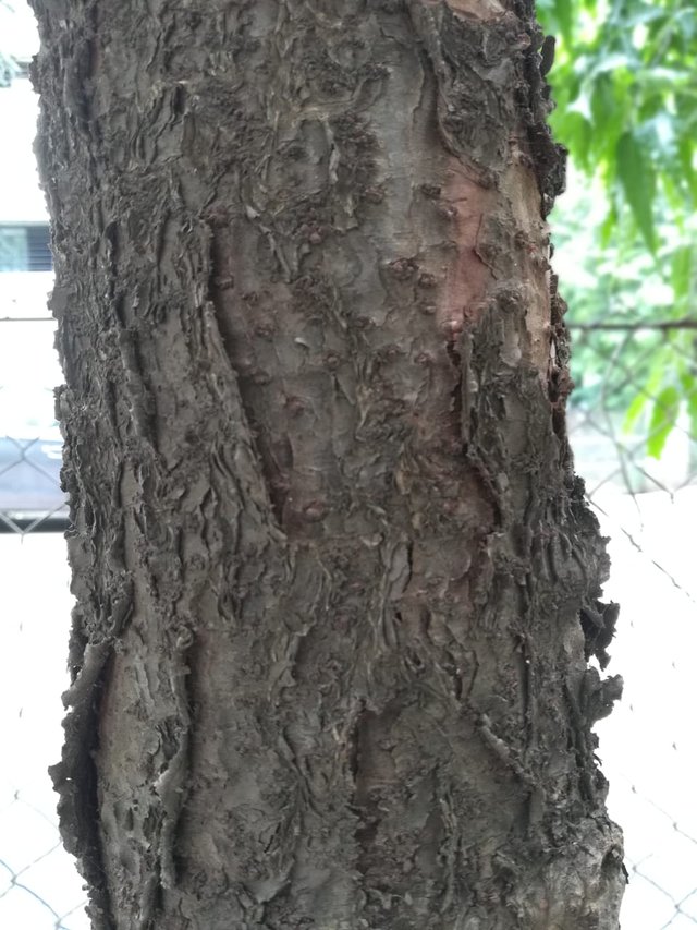 tree bark 7.jpeg