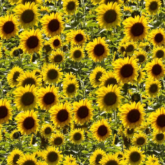 Sunflowers.jpg
