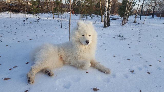 samoyed-1962615_1280.jpg