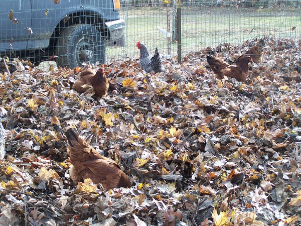 Layers in leaves3 crop Dec. 2018.jpg