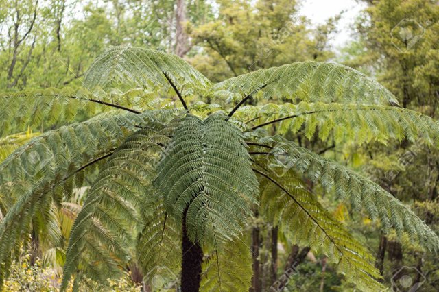 68175644-view-of-the-australian-tree-fern-cyathea-cooperi-on-the-azores-islands-.jpg