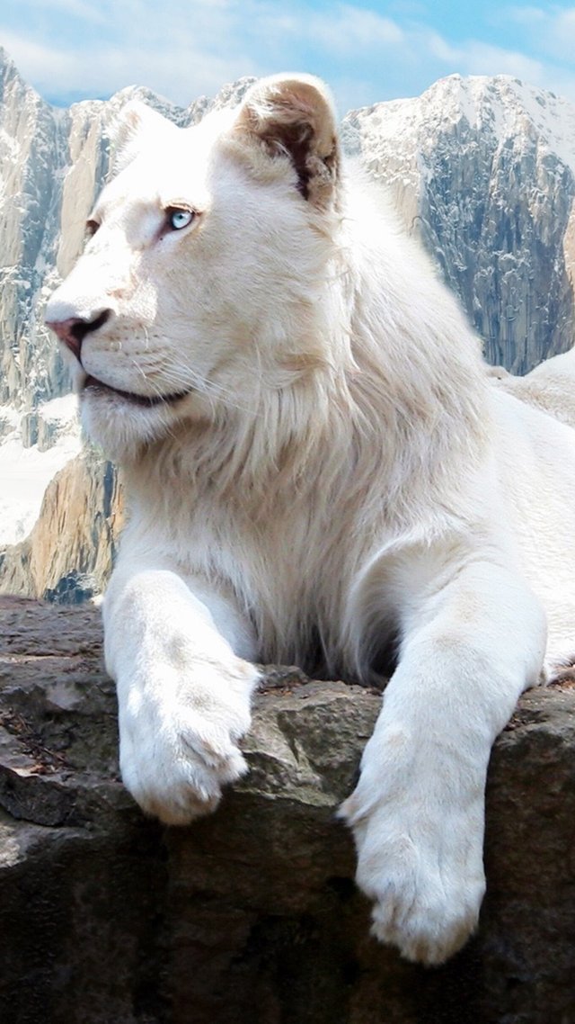 80409_white-lion.jpg