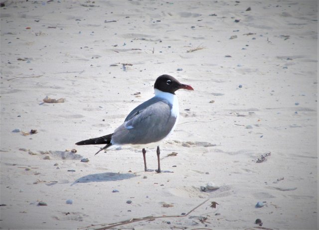 coastal bird ms gulf coast may 9.JPG