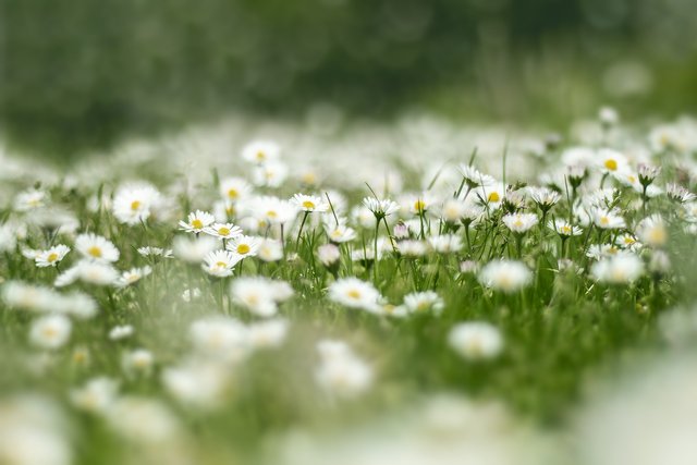 flower-meadow-4999277_1920.jpg