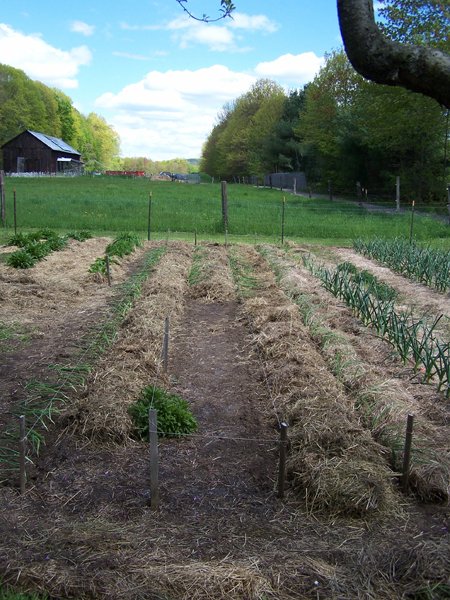 Big garden - onions in and mostly mulched crop May 2019.jpg