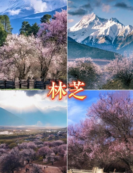 林芝.png