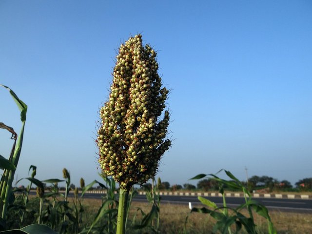 jowar-223591_1280.jpg