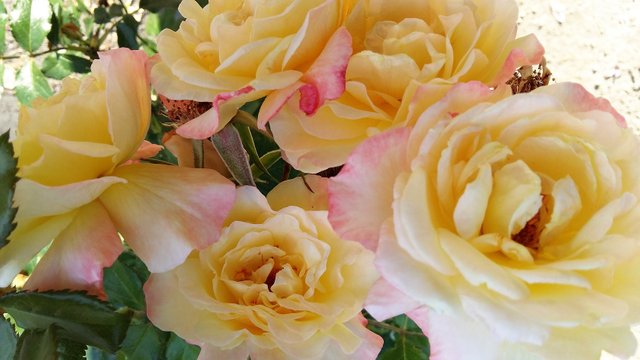 yellow pink roses.jpg