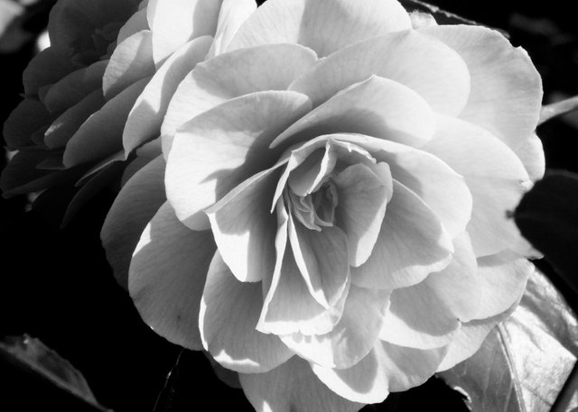 RD-X027-Camellia.jpg