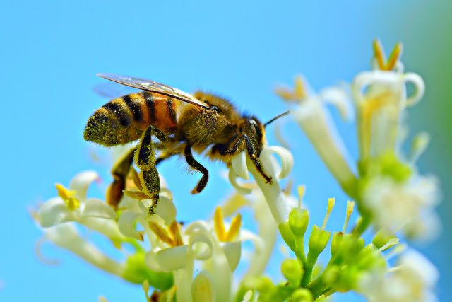 honey-bee-4314838_1920.jpg