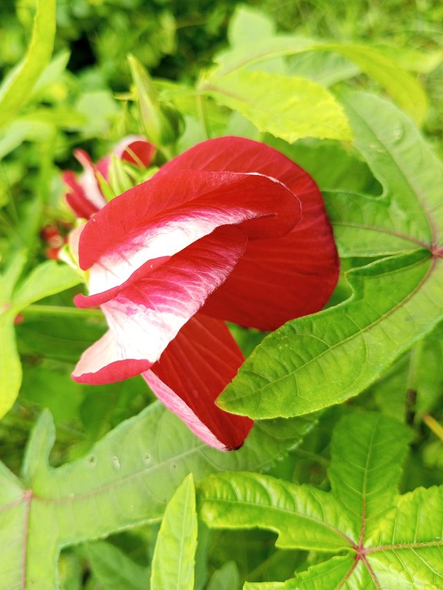 IMG_20250820_095114_107.jpg