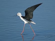 Black-winged Stilt.jpg