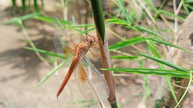 IMG20250328134215.jpg