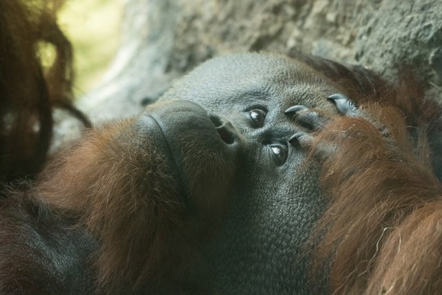 2018-06-29-HOUSTON_ZOO_Orangutans-3.jpg
