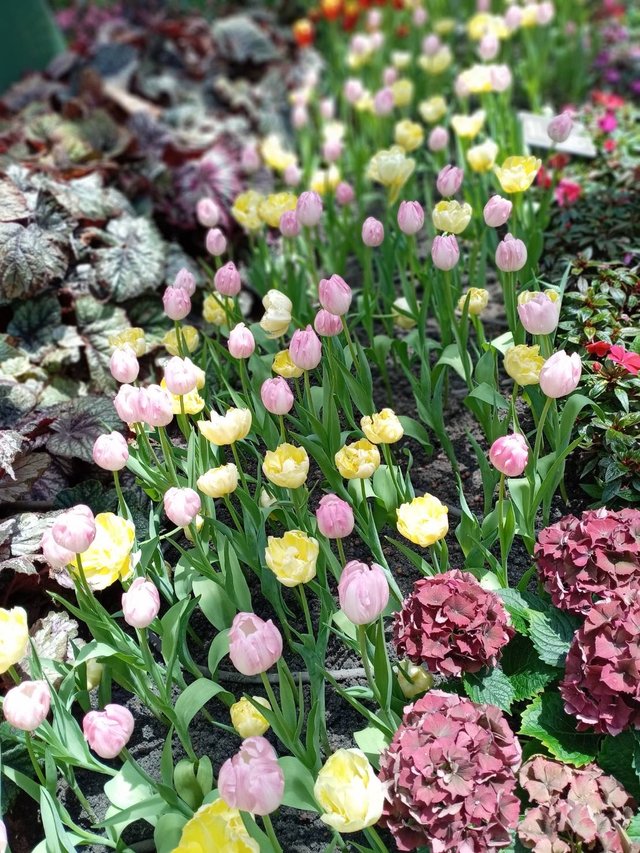 Tulips6.jpg