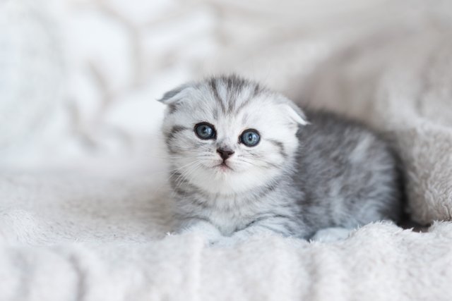 little-grey-kitten-with-blue-eyes-lies-grey-couch.jpg