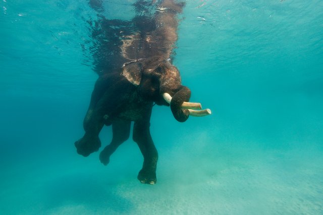 Elephant andaman island.jpg