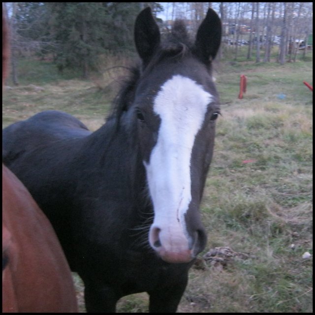 closeup of Jeremys young black horse with blaze on face.JPG