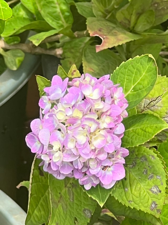 IMG_6358.jpeg