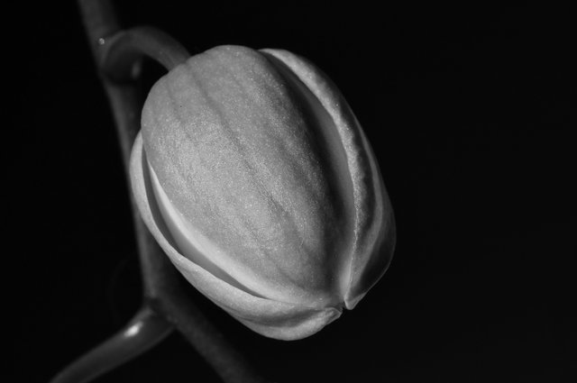 Phalaenopsis Sogo white flower 3.jpg