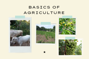 Basics of Agriculture_20241128_063428_0000.png