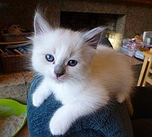 220px-Juvenile_Ragdoll.jpg