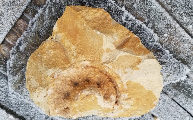 shasta2018dec6th47ammonite5io.jpg