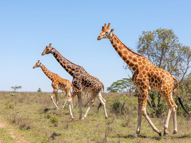 Best reasons for combining Serengeti and Ngorongoro on a Tanzania safari.jpg