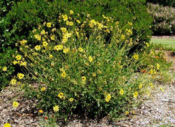 Encelia_californica-2.jpg