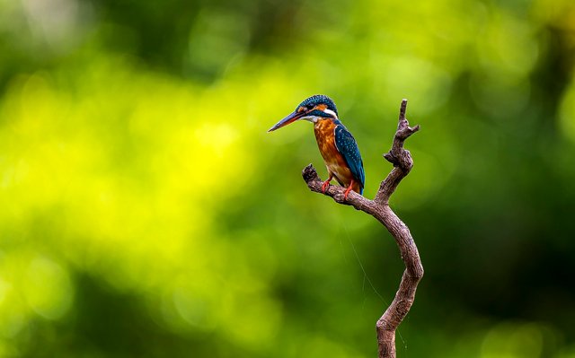 kingfisher-6583229_1280.jpg