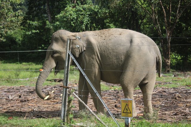 gajah sumatera.JPG