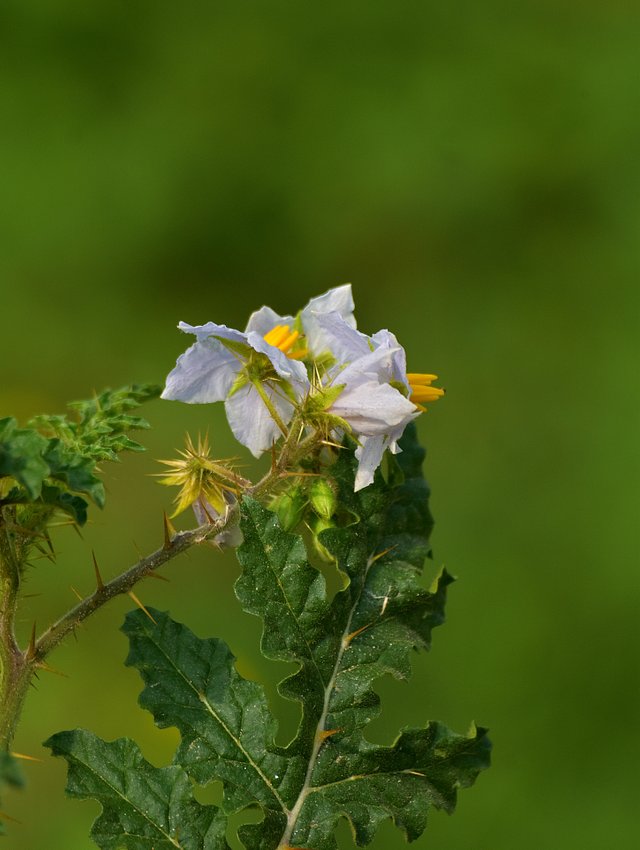 DSC_0583.JPG